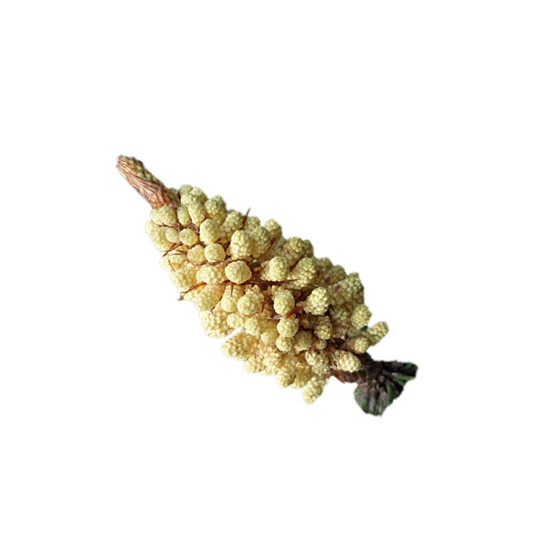 Polvere di polline di pino con parete cellulare rotta