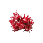 Rhodiola Rosea Extract