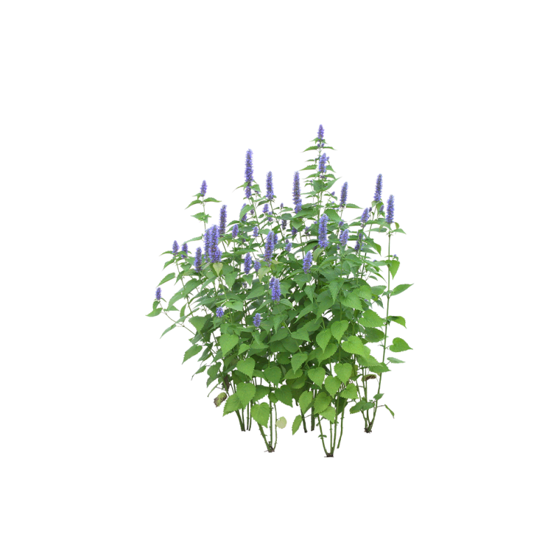 Fotografia macro delle foglie di Medicago sativa in un campo biologico
