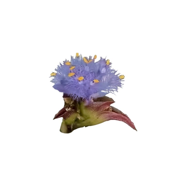 Macrofotografia della pianta Spinacia oleracea