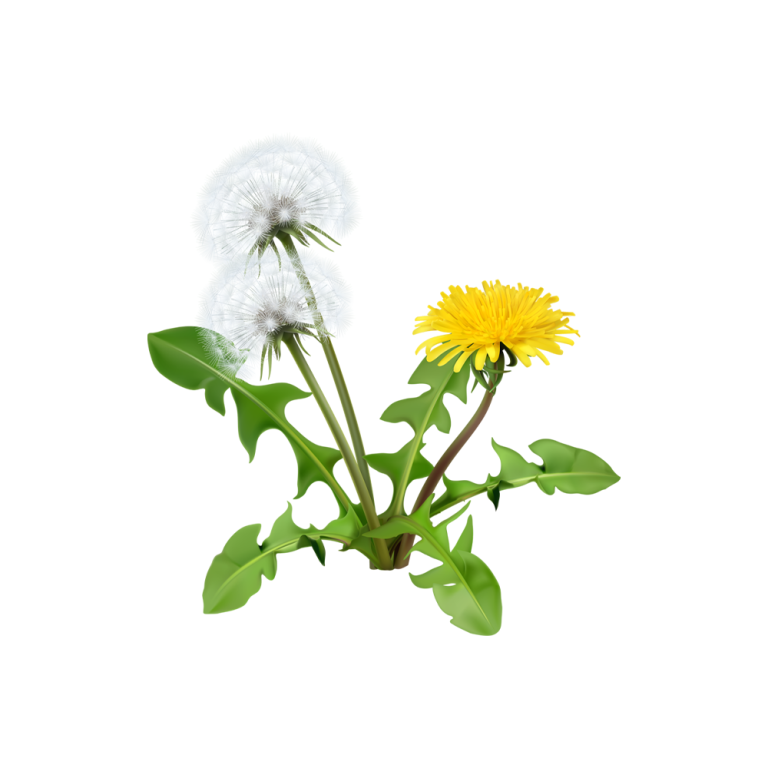 Fotografia macro delle radici e delle foglie del Taraxacum officinale