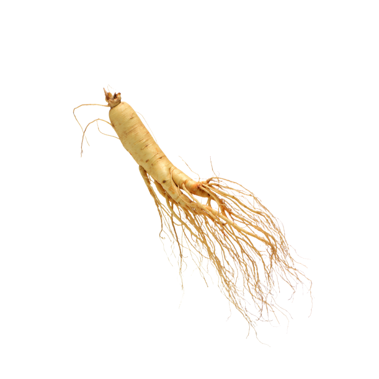 Fotografia macro delle radici di Panax ginseng