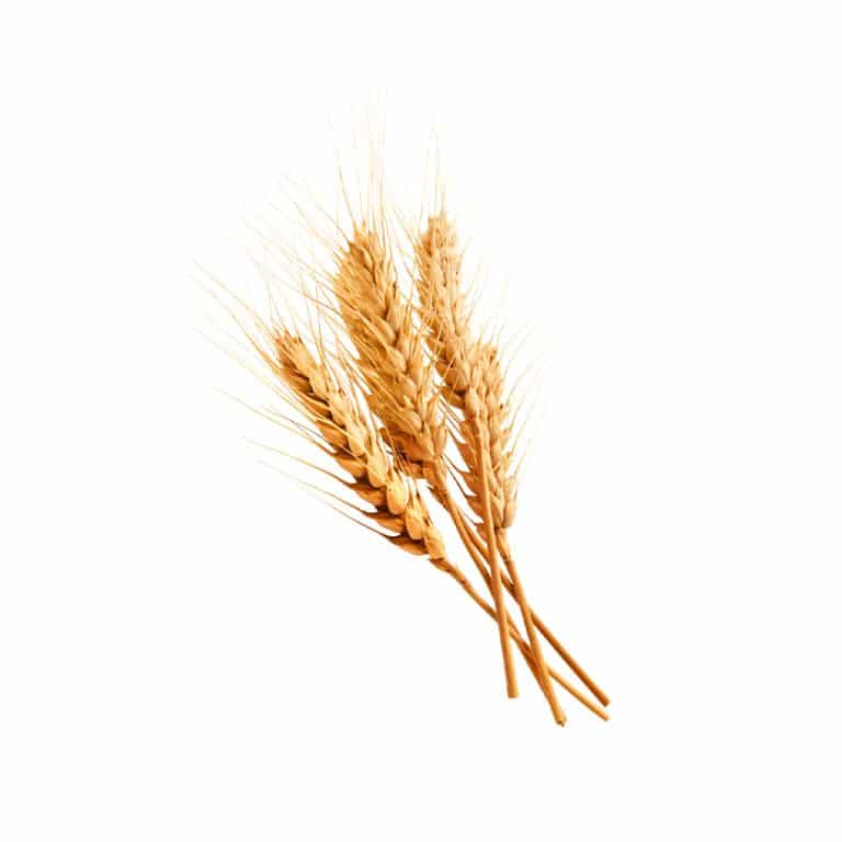 Fotografia macro di un chicco di grano (Triticum aestivum)