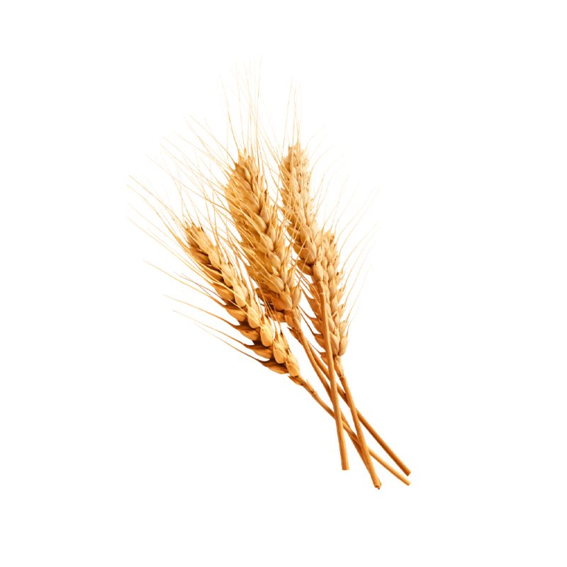 Fotografia macro di un chicco di grano (Triticum aestivum)